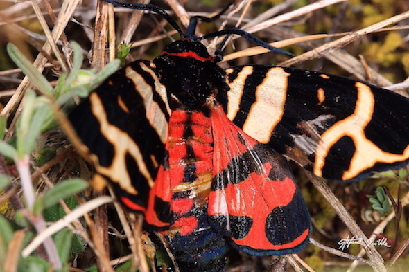 Erebidae Arctiinae:  Arctia festiva